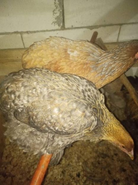 received_899983143985436 - Brahma și restul