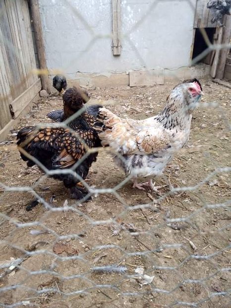 received_425102502452963 - Brahma și restul