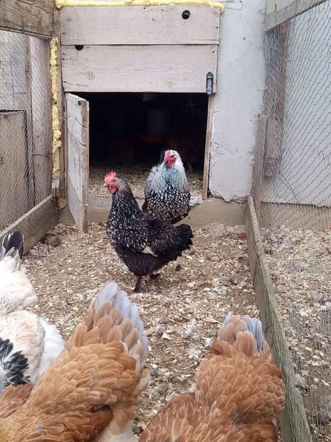 received_2396972837103972 - Brahma și restul