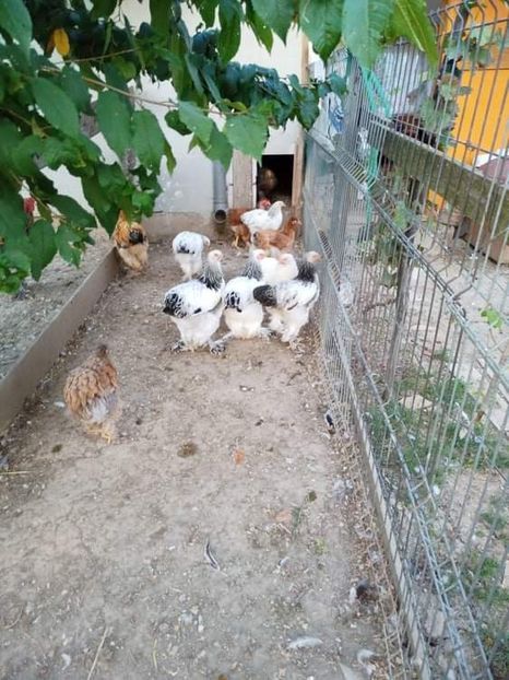 received_5176975532353508 - Brahma și restul