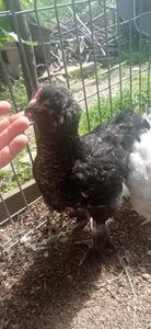 received_1104607930077143 - Brahma și restul