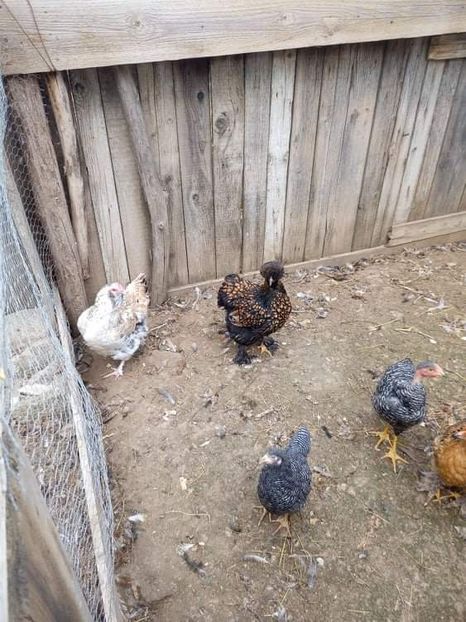 received_926675654628436 - Brahma și restul