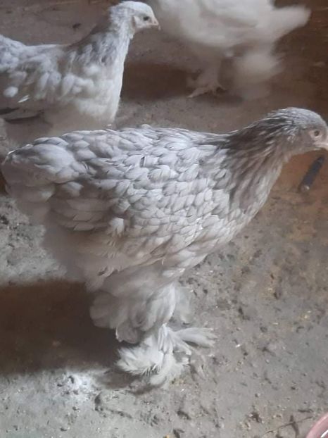 received_5106954385986224 - Brahma și restul