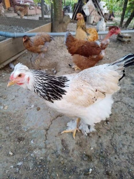 received_910129569621393 - Brahma și restul