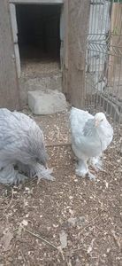 received_2640022166306796 - Brahma și restul