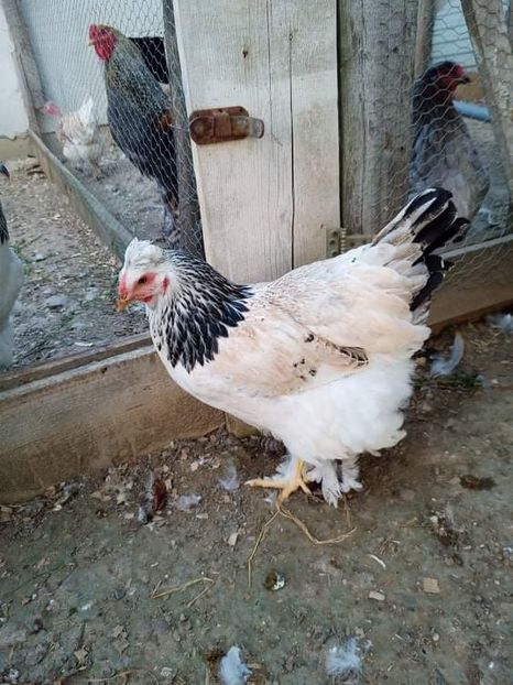 received_246210480873364 - Brahma și restul