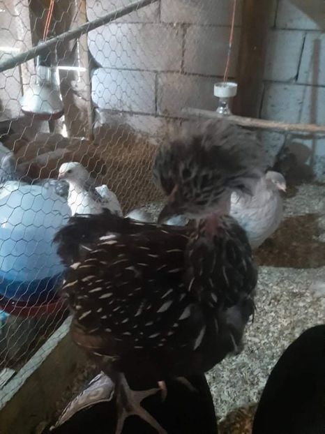 received_1060114994801000 - Brahma și restul