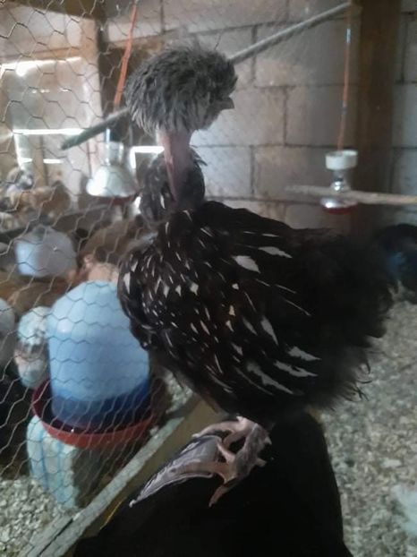 received_410619083931570 - Brahma și restul