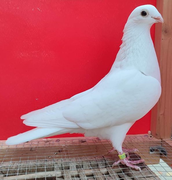 F 2017_5945 - 1 baltat pe vanat