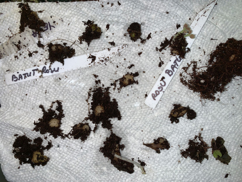 copilasi :) - Gloxinia 2021