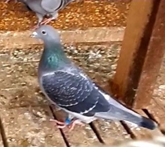 114753740_VPTSVNU3 - 2021