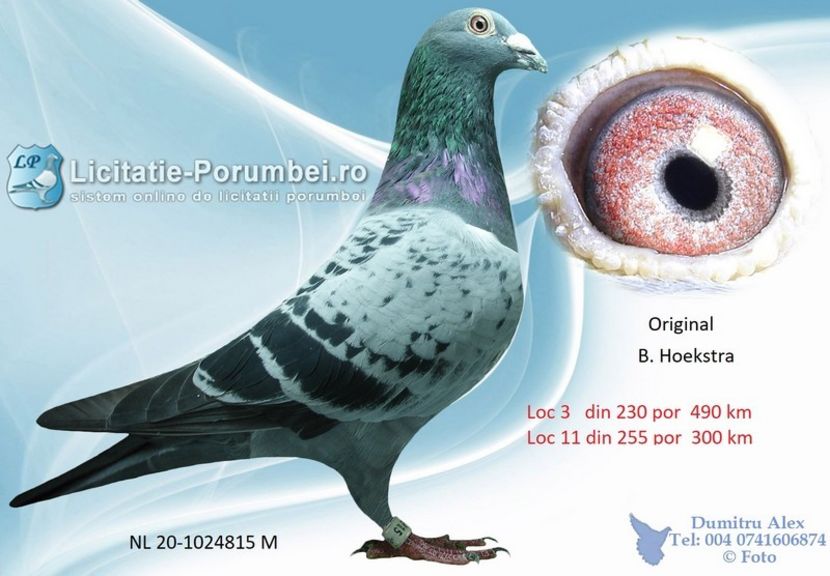  - Achizitii porumbei -2021