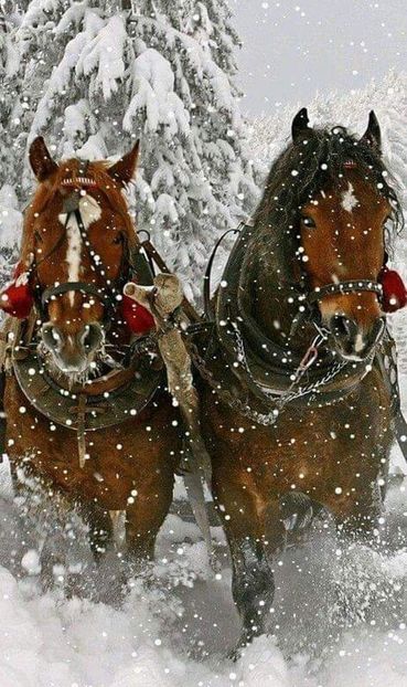  - Cai animale nobile