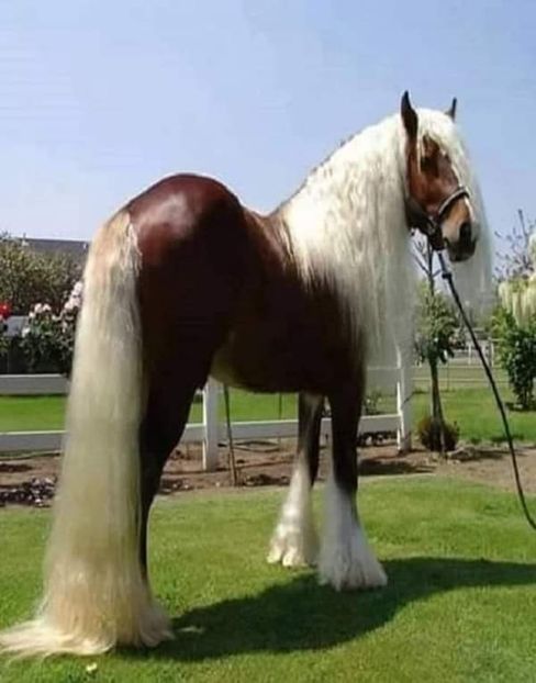  - Cai animale nobile