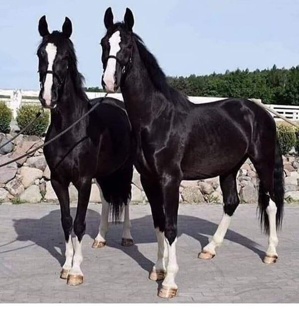  - Cai animale nobile