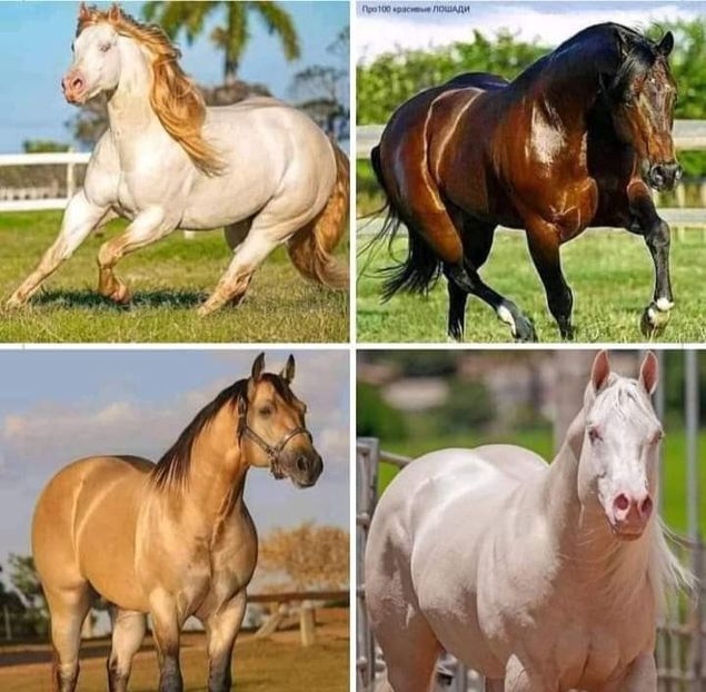  - Cai animale nobile