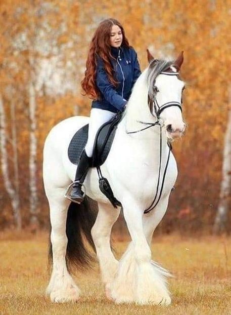  - Cai animale nobile
