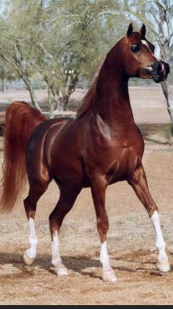  - Cai animale nobile