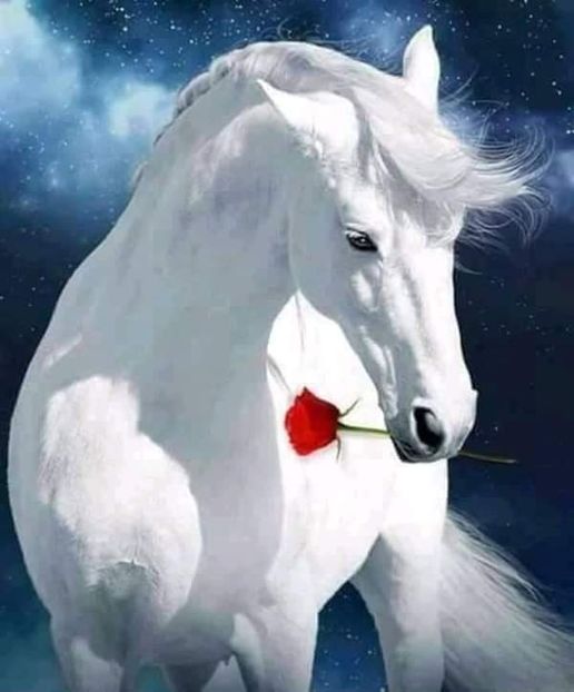  - Cai animale nobile