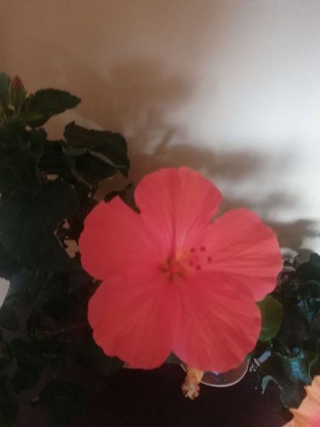 Torino - a a rezervate