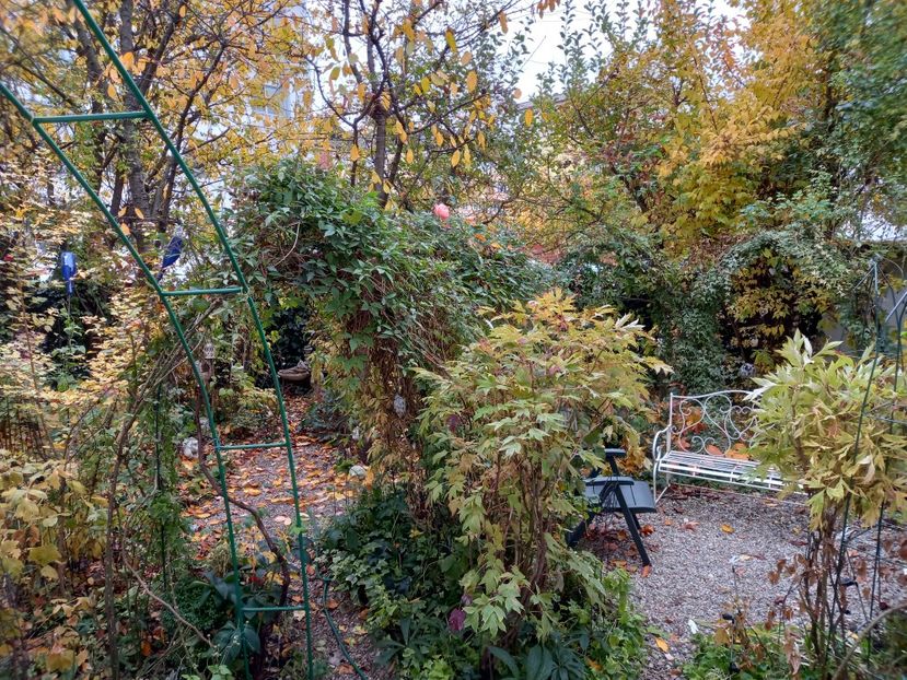  - Grădina 2021 continuare 3