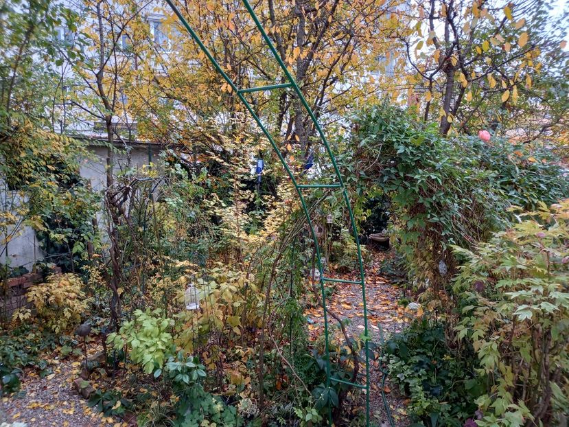  - Grădina 2021 continuare 3