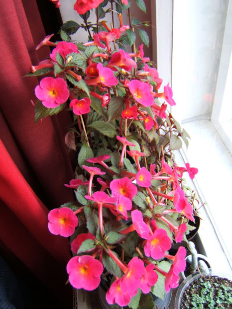 Cherry flow - Achimenes flori