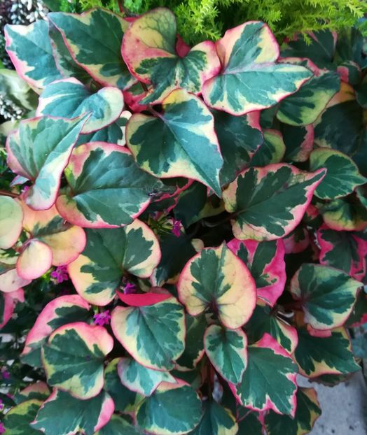 Houttuynia - 0 0 2021