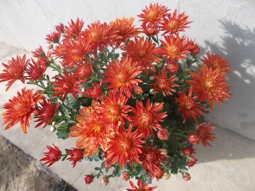  - CRIZANTEME SI TUFANALE 2021