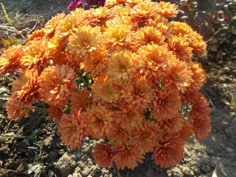  - CRIZANTEME SI TUFANALE 2021