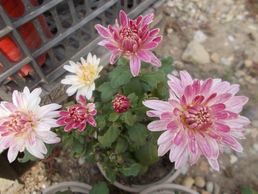  - CRIZANTEME SI TUFANALE 2021