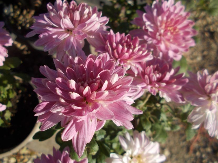  - CRIZANTEME SI TUFANALE 2021