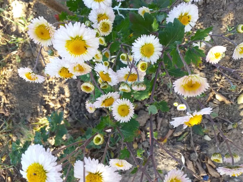  - CRIZANTEME SI TUFANALE 2021