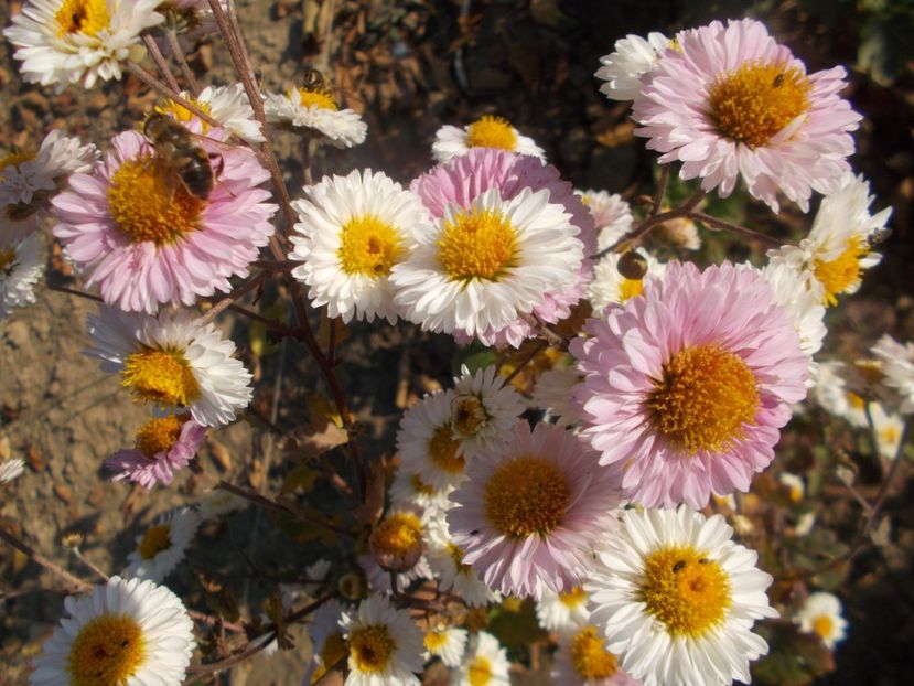  - CRIZANTEME SI TUFANALE 2021