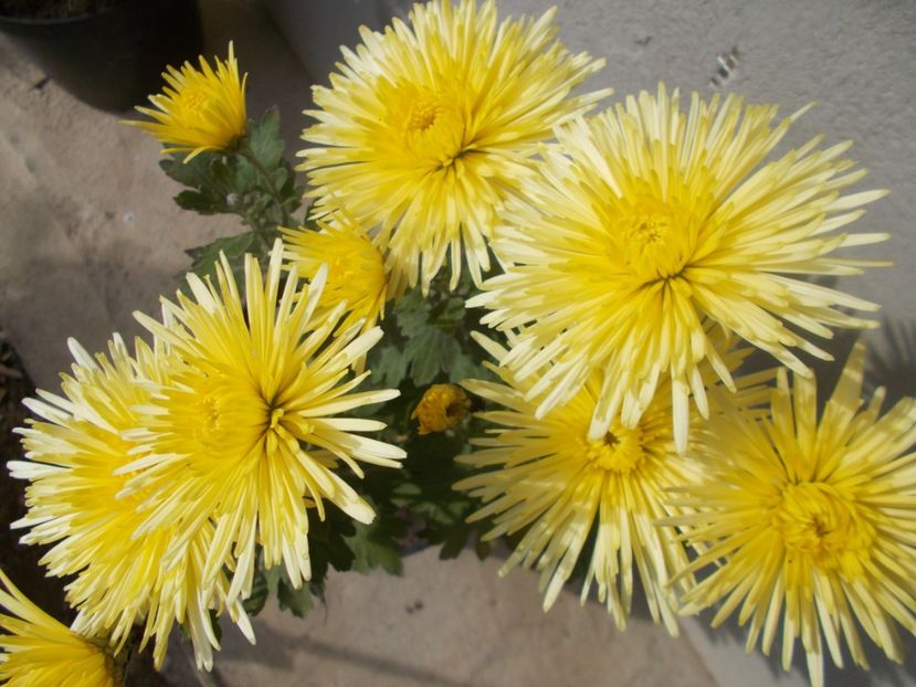  - CRIZANTEME SI TUFANALE 2021