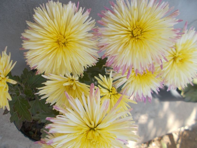  - CRIZANTEME SI TUFANALE 2021