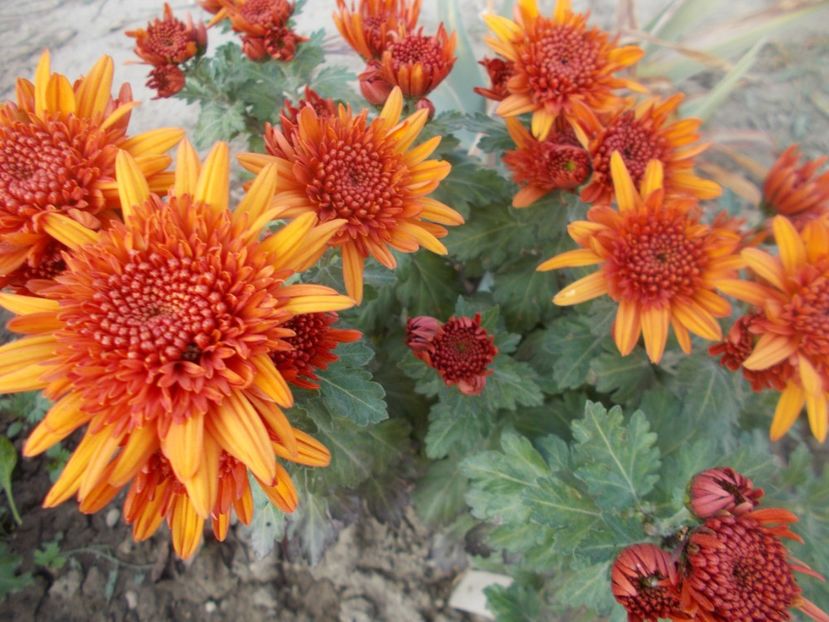  - CRIZANTEME SI TUFANALE 2021