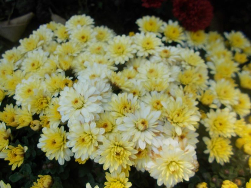  - CRIZANTEME SI TUFANALE 2021