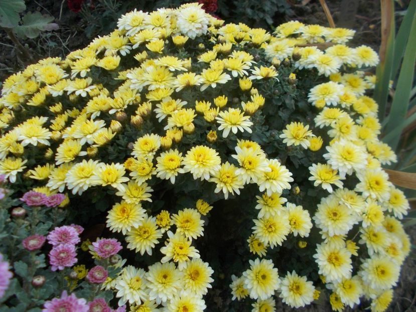  - CRIZANTEME SI TUFANALE 2021