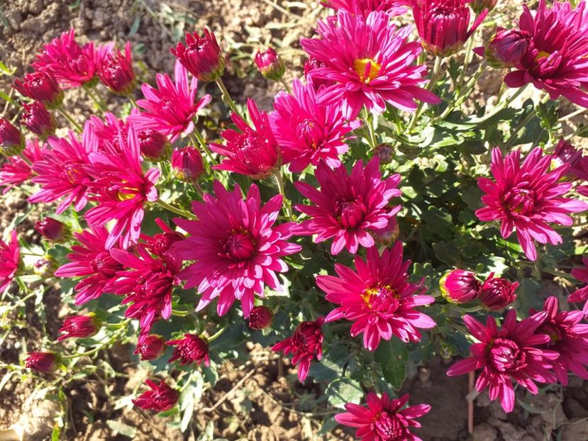  - CRIZANTEME SI TUFANALE 2021