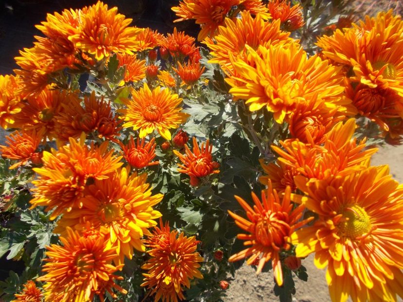  - CRIZANTEME SI TUFANALE 2021