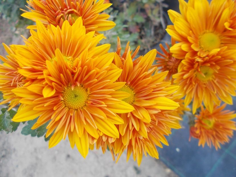  - CRIZANTEME SI TUFANALE 2021