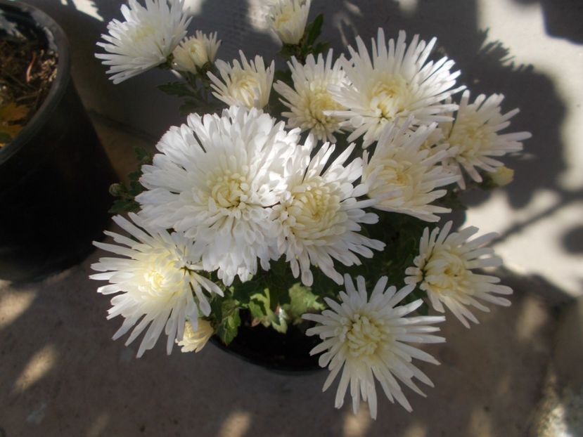  - CRIZANTEME SI TUFANALE 2021