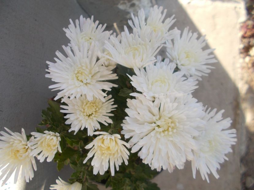  - CRIZANTEME SI TUFANALE 2021