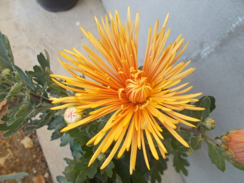  - CRIZANTEME SI TUFANALE 2021