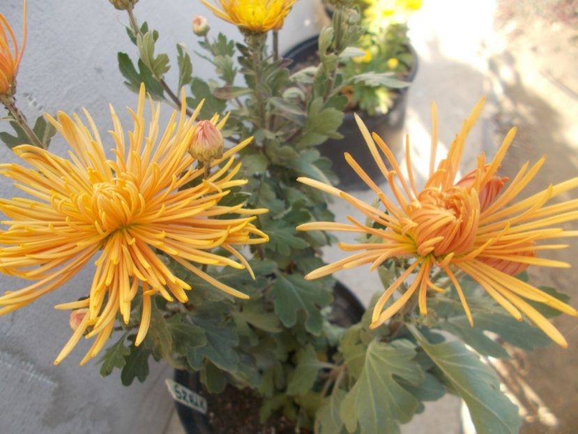  - CRIZANTEME SI TUFANALE 2021