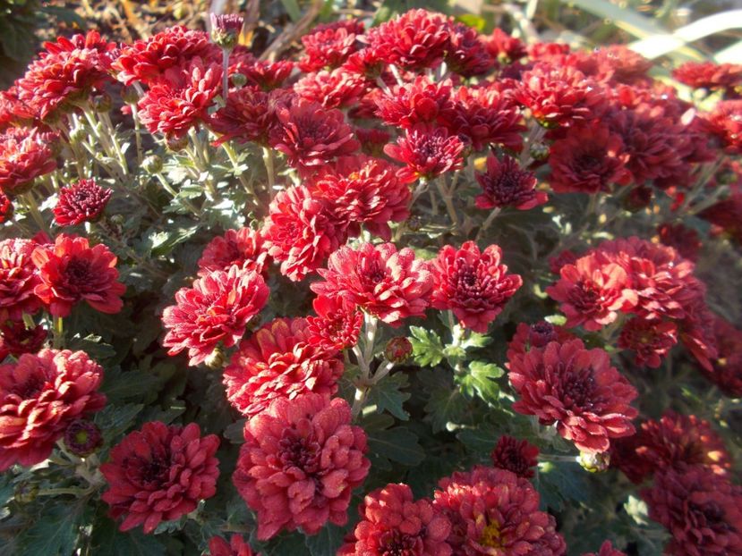  - CRIZANTEME SI TUFANALE 2021