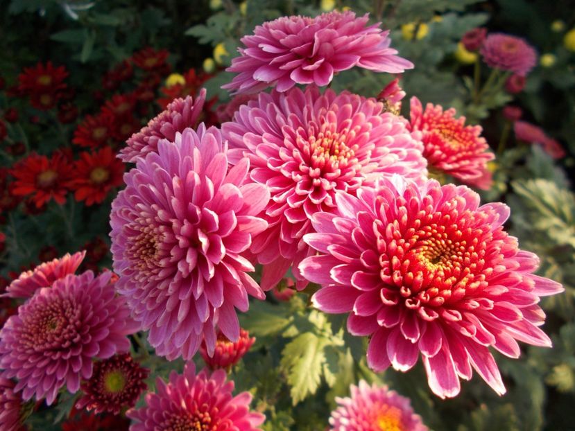  - CRIZANTEME SI TUFANALE 2021