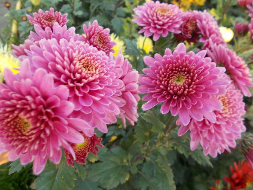  - CRIZANTEME SI TUFANALE 2021