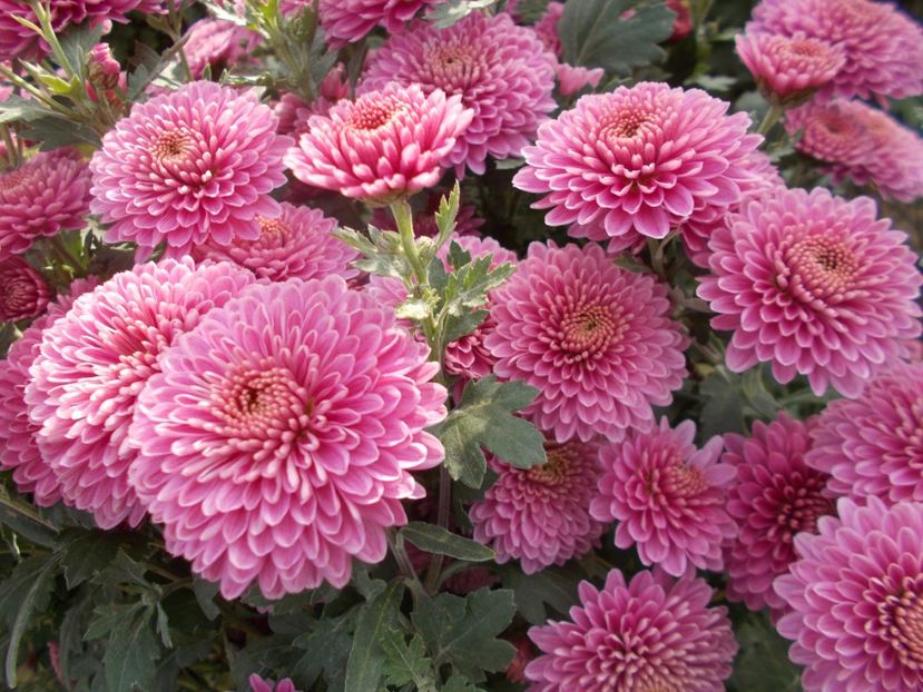  - CRIZANTEME SI TUFANALE 2021